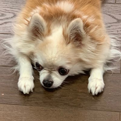 chibicomylove's profile picture. ロンドンWEミュージカル観劇1人旅が趣味。『オペラ座の怪人』はル・ルーの原作小説を深く愛する原作厨。ALW版ミュは劇団四季の89年の東京リターン〜現在。最近はWEでのみ観劇。元猫飼い猫大好き💕アイコンは亡き愛犬。ミステリー小説/海外ドラマ/fgo/ハンクラ(ビーズと洋裁)が好き。趣味の合う方よろしくお願いします