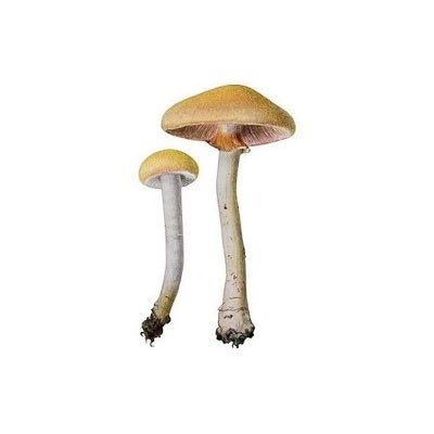 elfenwaId's profile picture. he/him