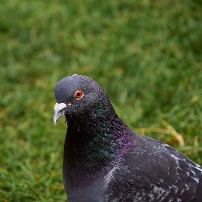 LightD31's profile picture. Personal account