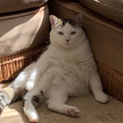 Benonilass's profile picture. I’m only here for the lols