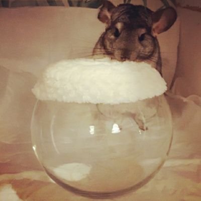 特許取得済の日本製チンチラ🐭デグーの砂浴び容器【エステバスボール】です🤗日本の職人の手で一つ一つ丁寧に作り込まれたお品です💎メルカリ🛒ラクマでも販売中
🌍You can purchase from all over the world from the BASE shop.
👜ご購入はこちらから▼▼▼