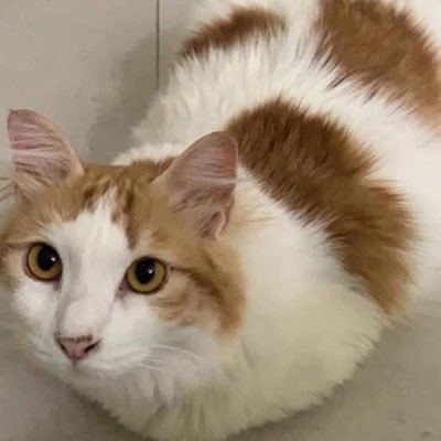 ketupatdaun's profile picture. Sleeping