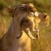 Hi, I'm KellyJo ๐๐ฝโโ๏ธ๐บ๐ธ (@biologicalwoma2) Twitter profile photo Hi, I'm KellyJo ๐๐ฝโโ๏ธ๐บ๐ธ (@biologicalwoma2) Twitter profile photo