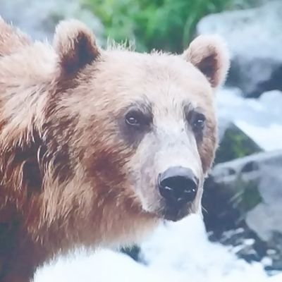 goomy974's profile picture. Vous avez demandé @goomy974, ne quittez pas. Ne quittez pas, un opérateur va vous répondre.
Vous avez demandé @goomy974, ne quitt...
#GRAOU🐻 #Pause