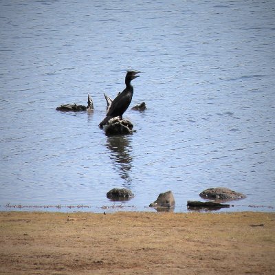 Just a cormorant enjoying life, minding my own business, wondering why the Bureau of Land Management puts up interpretive signs denigrating my kind.
