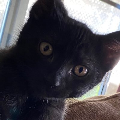 Marley_The_Panther