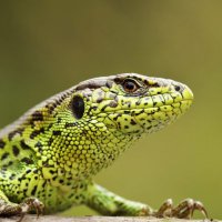 Eric_Lez (@eric_lez) 's Twitter Profile