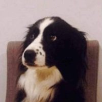 Dogtor (@laveto13) 's Twitter Profile