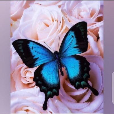 God’s Favorite ❤️Rare Gem 💎 Butterfly 🦋 ❤️ I don’t snub. follow for follow #letsGaintogether #fun #vibez #Goodqoute #positivevibes #thegooddailyquote‼️‼️