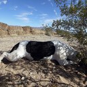 mitchell goodman - @mitchellgoodman - Twitter