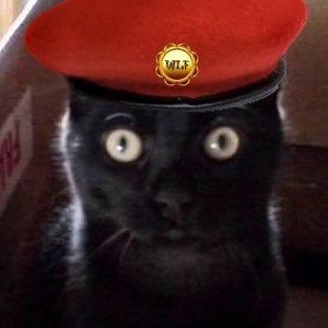 Raven_kittycat's profile picture. Animal rights advocate. Allergic to bullshit & right wing dick heads. I will never stop protecting the voiceless. I RT. A lot! Crime fiction addict.