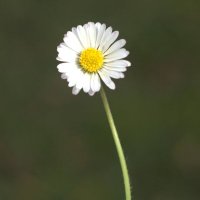 TinyPortfolio (@tinyportfolio) 's Twitter Profile