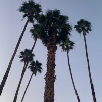 AlibiPalmSprings (@alibipalm) 's Twitter Profile