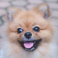 ポメラニアンのぽぽちゃん(@popo_thepom) 's Twitter Profile Photo