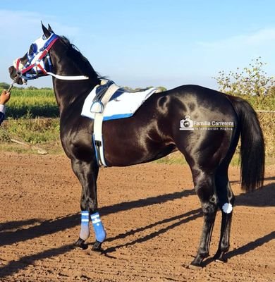 JoseAra05242062's profile picture. Todo o Nada