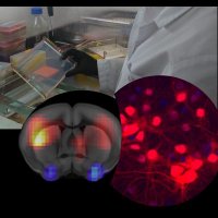 Elena Avale @TEPN lab (@eleavale73) 's Twitter Profile Photo