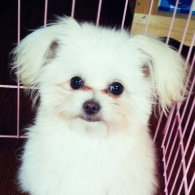 refla0570's profile picture. vape☠️CompLyfeが大好きなLOVEBITES社員だよ🤘😊🔥