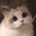 grace (@savingrace0) Twitter profile photo grace (@savingrace0) Twitter profile photo