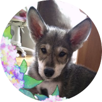 白井あけみ (@shirai_korokke) 's Twitter Profile