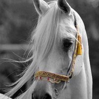 🌪شـبيهہ آلريح🌪 (@a7med90000) 's Twitter Profile Photo