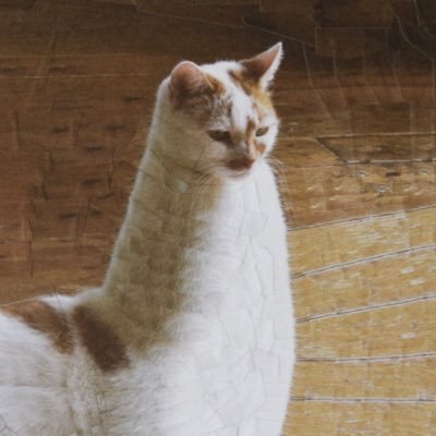 Cursed Cat Images