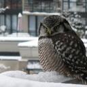 Kim Jackman - @wiseowl99 - Twitter