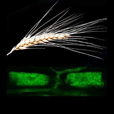 Interested in genetic and environmental determinants affecting Arbuscular Mycorrhiza efficacy / Benoit Lefebvre
#mycorrhiza #wheat #brachypodium @lipme_Toulouse