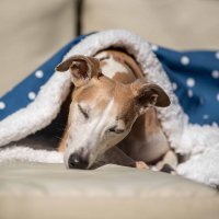 Slumbering Hound (@slumberinghound) 's Twitter Profile Photo Slumbering Hound (@slumberinghound) 's Twitter Profile Photo