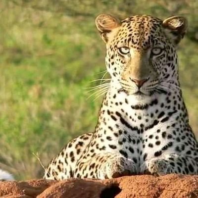 SAFARIKENYA12's profile picture. benvenuti a tutti in Kenya 
piacere michiamo waladi ma tanti mi conosci come robby 
mio lavoro organizzo vacanza in Kenya e  tour safari/ escursioni