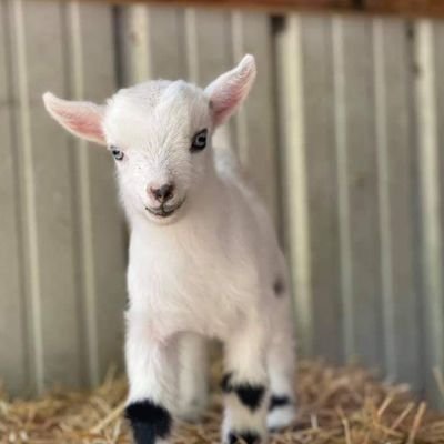 We love goats! Just a fun goat pictures and video account here, no advertisements or spam. We follow back. Proud supporter of Broken Shovels Sanctuary.