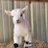 best_goats