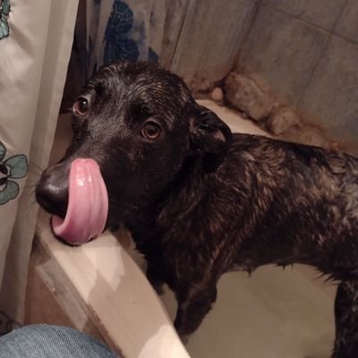 alejandroPresta's profile picture. Transparencia!!!!!!!!!!