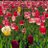 Elizabeth Mavor