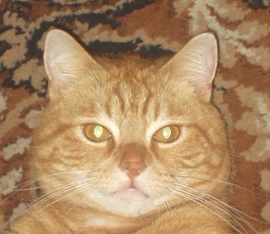 Cyrus210 Profile Picture