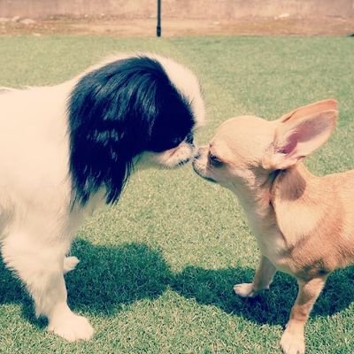 🐶狆♀🐶 チワワ♂🐱🐱🐱🐱♂無言フォロー失礼します