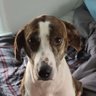 MaggiMovieHound's profile picture. Beverley/Brian/Maggie the Movie Hound/Mollie/Vinnie/Gizmo/Murrman/Ella/Summer/Apollo -
RIP Bella & Max 🌈