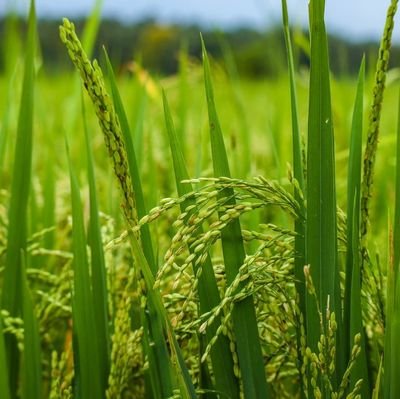 Ramesh_Varma66's profile picture. 