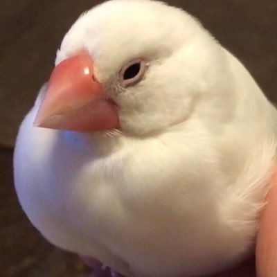 ケソさんのプロフィール画像