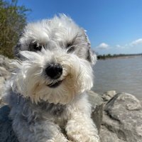 Valentina The Schnoodle (@valentinathesch) 's Twitter Profile