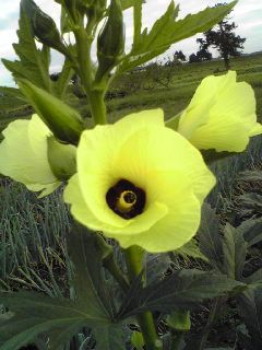 自然農と爺じと婆ばと猫と