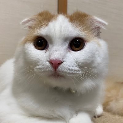 KU_SSO19's profile picture. 金大附属高69th→金大医4年