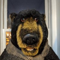 Bear(@Bearsnotbombs) 's Twitter Profile Photo