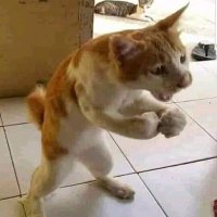 Biggy Le Targarien (@benhamsan) 's Twitter Profile