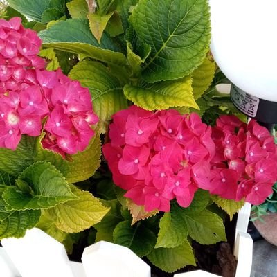 Zlia46132726's profile picture. 29/07/1975