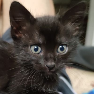 Liquidcrs's profile picture. 