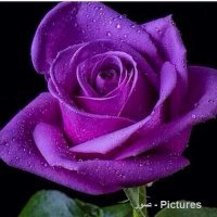 aliali (@allialliallit) Twitter profile photo