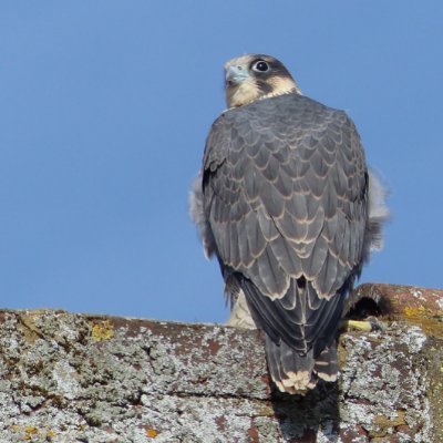 Interest in natural history. Birder since teens. Monitor Peregrine sites in association with LPP incl. Sutton, and Morden which I helped to establish in 2015.