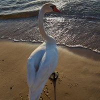 Łukasz Nowakowski (@seawolf224) 's Twitter Profile