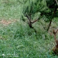 Aysel Günel (@ayselgnel6) Twitter profile photo