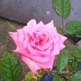 @straycats_over6